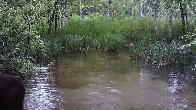 фотоловушка hc-801a лоси часть 2 смотреть онлайн