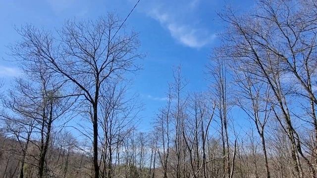 лот 36811 смотреть онлайн