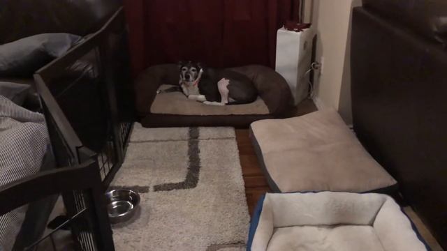 Day 14 - week 2 done - Dog TPLO surgery recovery update смотреть онлайн