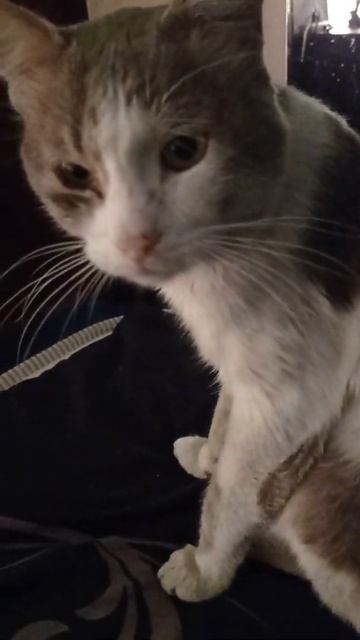 Как разбудить кота()? 1 2 3 Инструкция смотреть онлайн