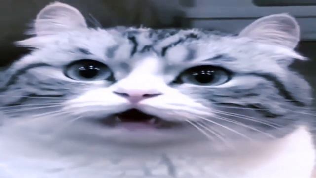 БАНАНЧИКИ МЕМ (БАКЛАЖАНЧИКИ) смотреть онлайн