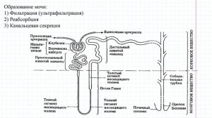 50 Физиология образования мочи