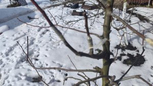 Прививаю грушу. Два проверенных способа прививки, с отличной приживаемостью.