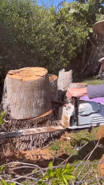 this girl found bee hive inside tree смотреть онлайн