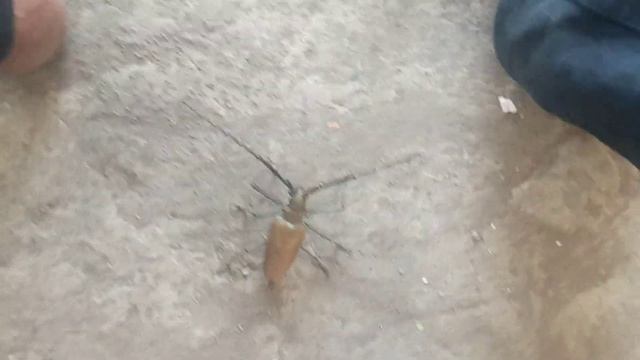 Batocera hercules, pemakan kayu kering смотреть онлайн