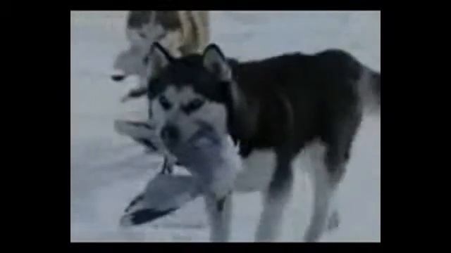Красивый клип про волков!!😍😍😍😍😍 смотреть онлайн