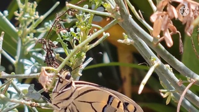 Borboleta cauda-de-andorinha смотреть онлайн