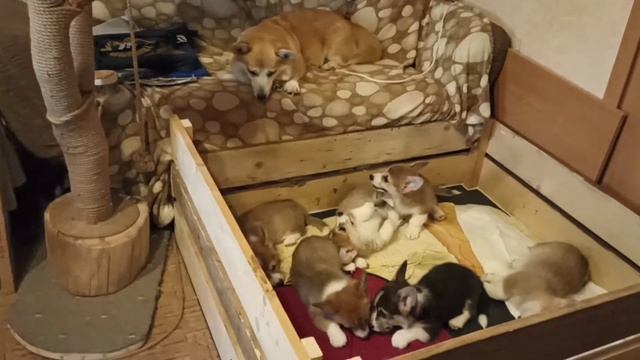 материнская любовь к щенкам корги. смотреть онлайн