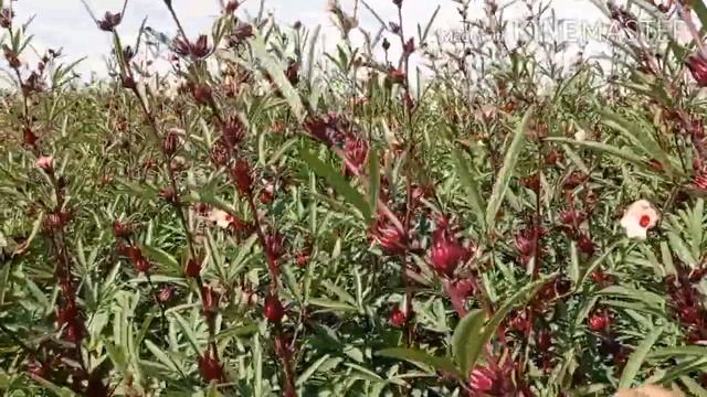 زراعة الكركديه فى الاراضى الصحراويه смотреть онлайн