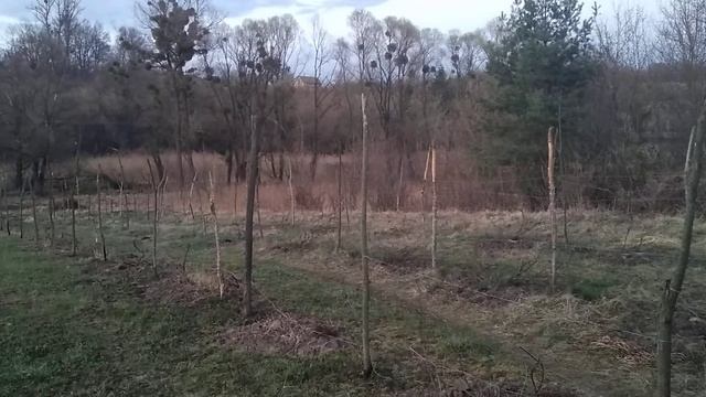 результат перезимовки винограда в открытом грунте