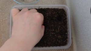 Канна из семян. Как вырастить канну из семян.