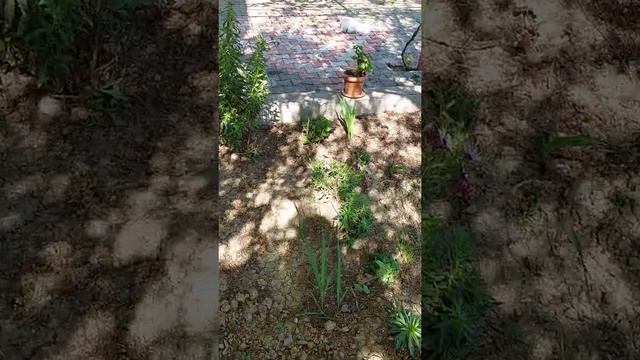 bodrum papatyaları gelişimi смотреть онлайн