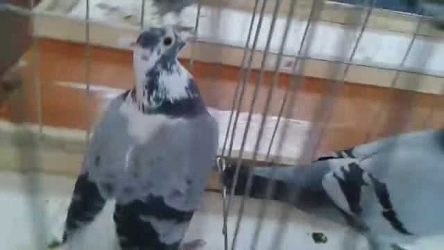 Виставка голубів смотреть онлайн