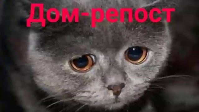 Шок!😱😱 Вы должны посмотреть это до конца!👇🏻👇🏻#Likee #HelloLikee https://l.likee.video/v/uIDXY смотреть онлайн