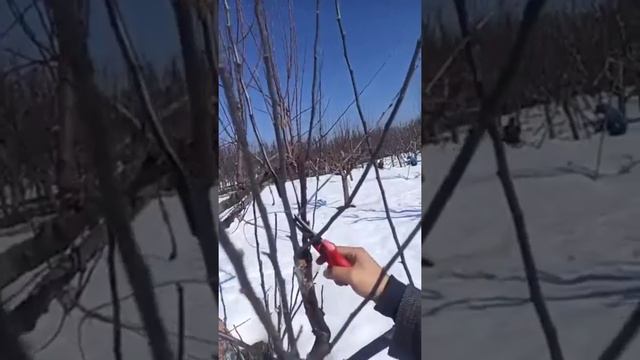 Pruning of top graft apple trees. смотреть онлайн