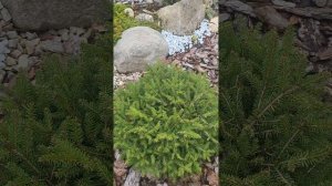 Ель сербская (обыкновенная?) Карел. Picea omorika Karel. Садовый дневник. 25.10.23