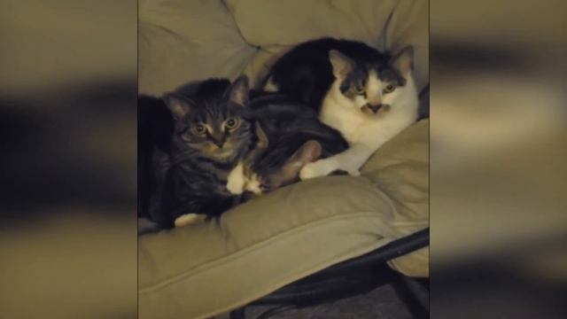 Кошки создают контент (2025) [#1]