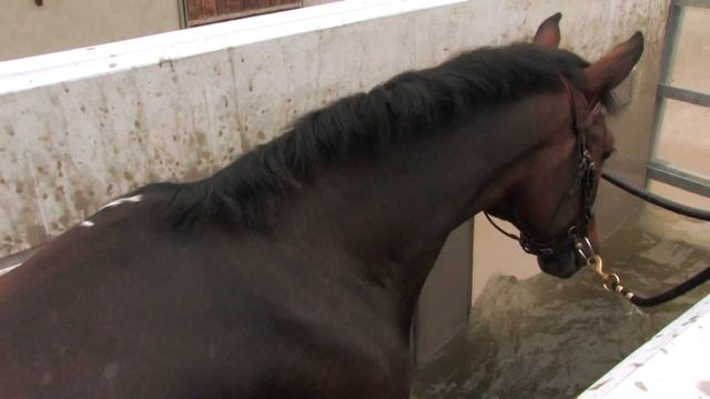 Aqua Equine Treadmill With Camilla Speirs