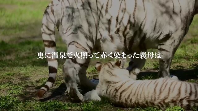 酔っぱらった俺は妻と義母を間違えて、そのまま… смотреть онлайн