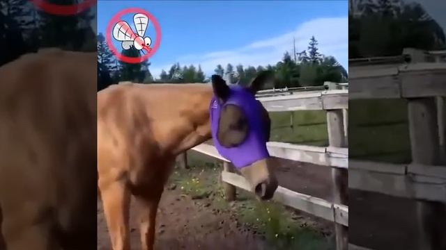 Equine Mask Anti-Fly Mesh Breathable Mesh Horse Anti-Fly Mask смотреть онлайн