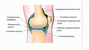 09 ОДА- общая миология