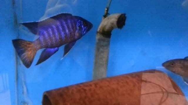 Aulonocara stuartganti "Mdoka Ngara" @ www.tonysafricancichlids.co.uk смотреть онлайн