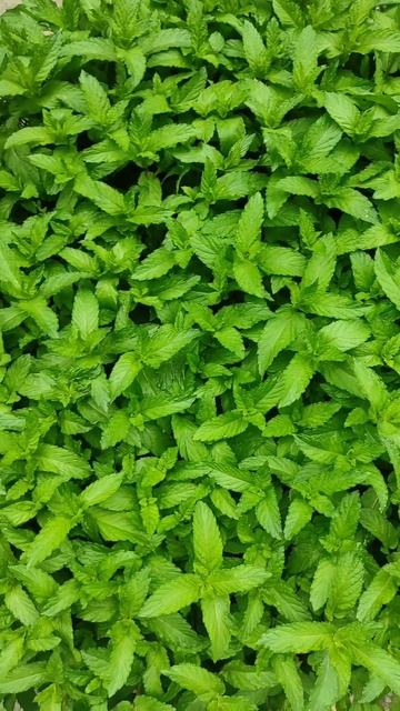 Kashmiri mint (pudina) in my kitchen garden 😊😊😊 #shorts# kashmiri kitchen secrets#cooking#kashmiri смотреть онлайн