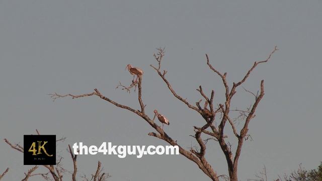 4K UHD 60fps - Four White-Faced Ibis (Plegadis chihi) perched and grooming in large dead tree смотреть онлайн
