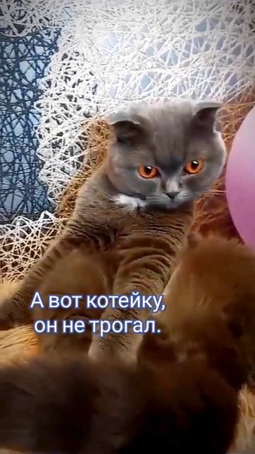 Бог создал 😂 #shorts #shortvideo #cat #cats #кошки #кошка #кот #юмор #смешныекоты смотреть онлайн