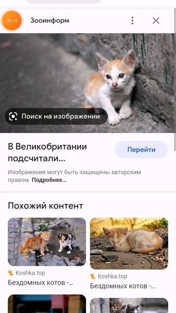 #cat 😭😭😭😭 смотреть онлайн
