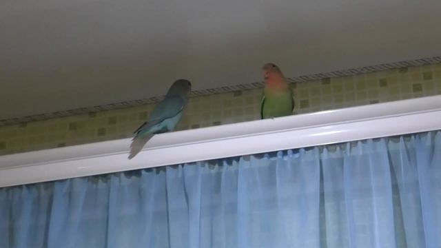 Нерезлучники - почему их так назвали? Lovebirds - why were they named that? смотреть онлайн