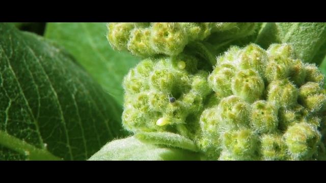 Terrible Carnivorous Caterpillars Catch Insects!