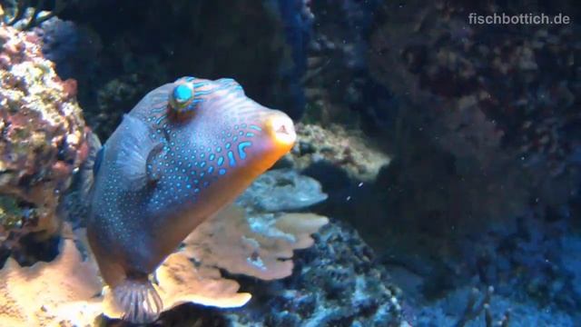 [HD] Fish needs Braces @ Aquazoo [26/52] смотреть онлайн