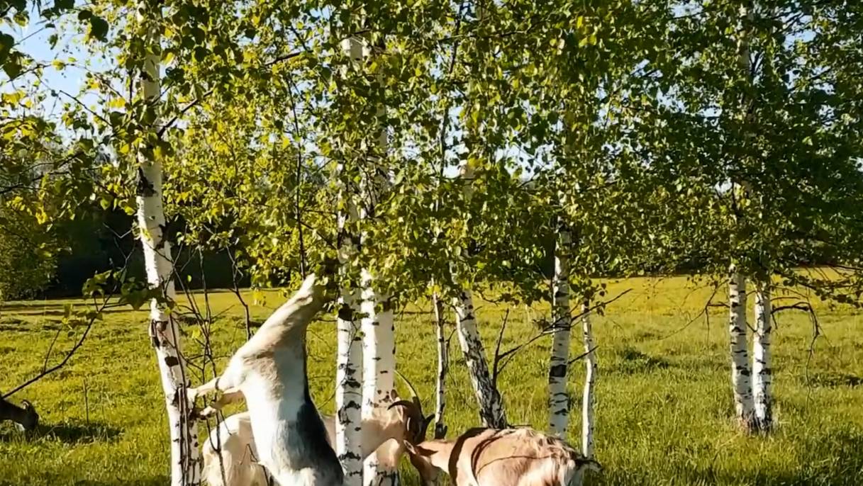 Летние прогулки с козами. смотреть онлайн