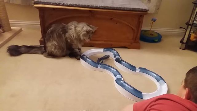 Mainecoon playing смотреть онлайн