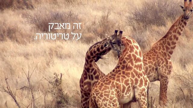 ספארי קומפני - אפריקה. הסיפור האמיתי смотреть онлайн