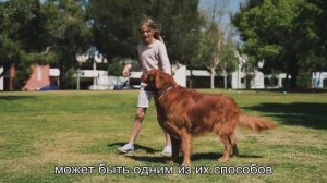 Почему собаки едят землю? Невероятное раскрытие секрета