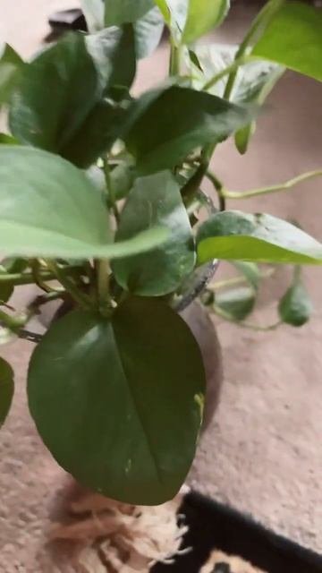 Pothos In The Flower Vase #shorts смотреть онлайн