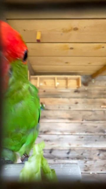 Inséparable taranta #cute #pet #funny #love #zen #طائر #bird #lovebirds #parrot смотреть онлайн