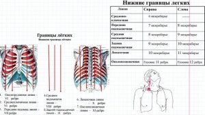 17 Дыхательная система- границы лёгких