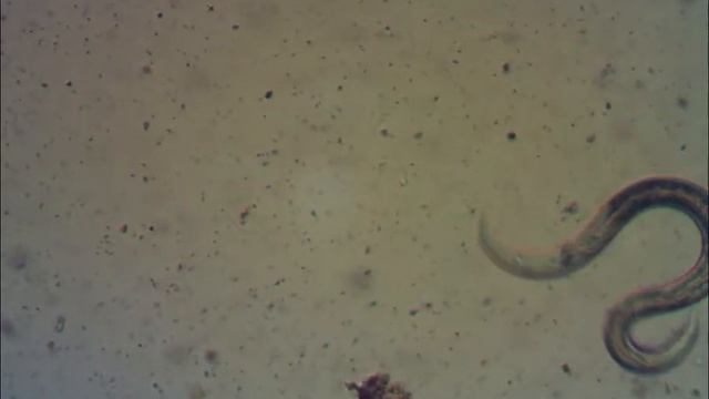 micro worm 40x-100x смотреть онлайн