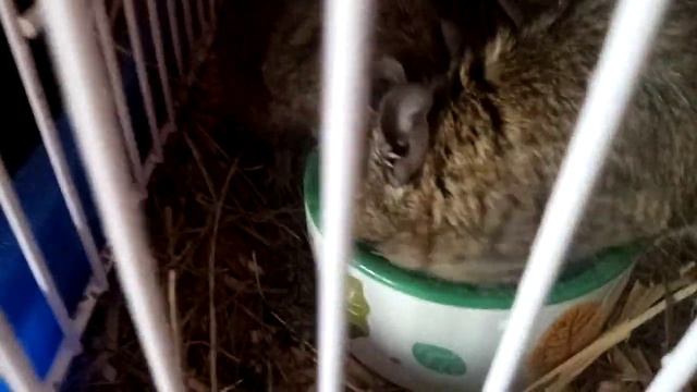 Стоит ли заводить белок дегу? / Основные плюсы и минусы в содержании чилийских белок. 🐿️ смотреть онлайн