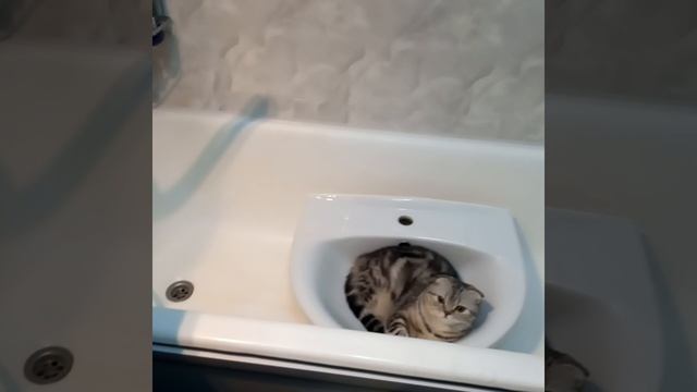 Биатрисина😻