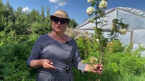 Как пермакультура помогает растениям Часть 1