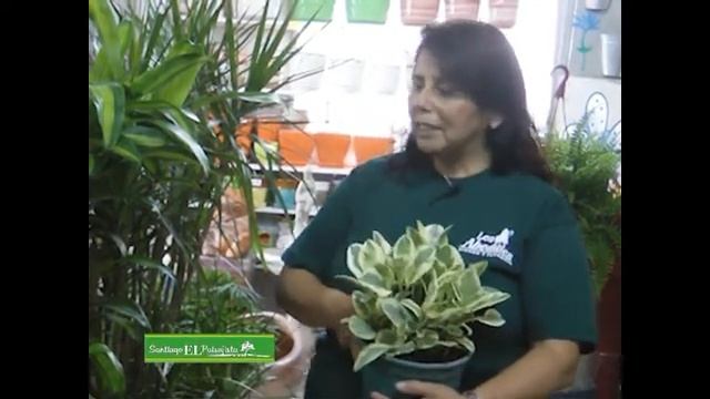 SOFIA EN SANTIAGO EL PAISAJISTA 30 ENE смотреть онлайн