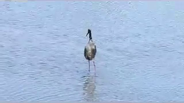 Black Stork (Ciconia nigra) смотреть онлайн