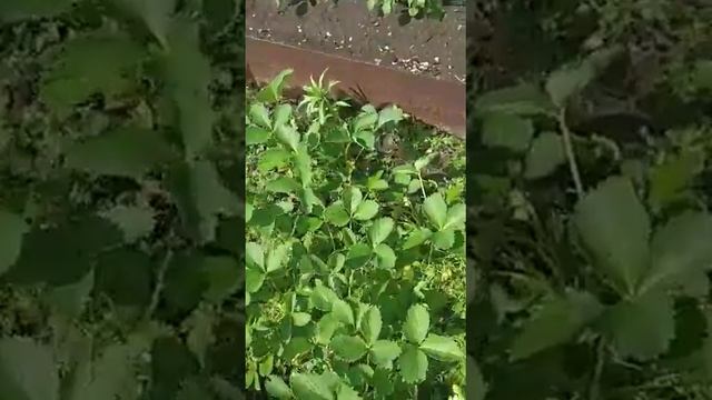 обзор на 31.05.2023г. смотреть онлайн