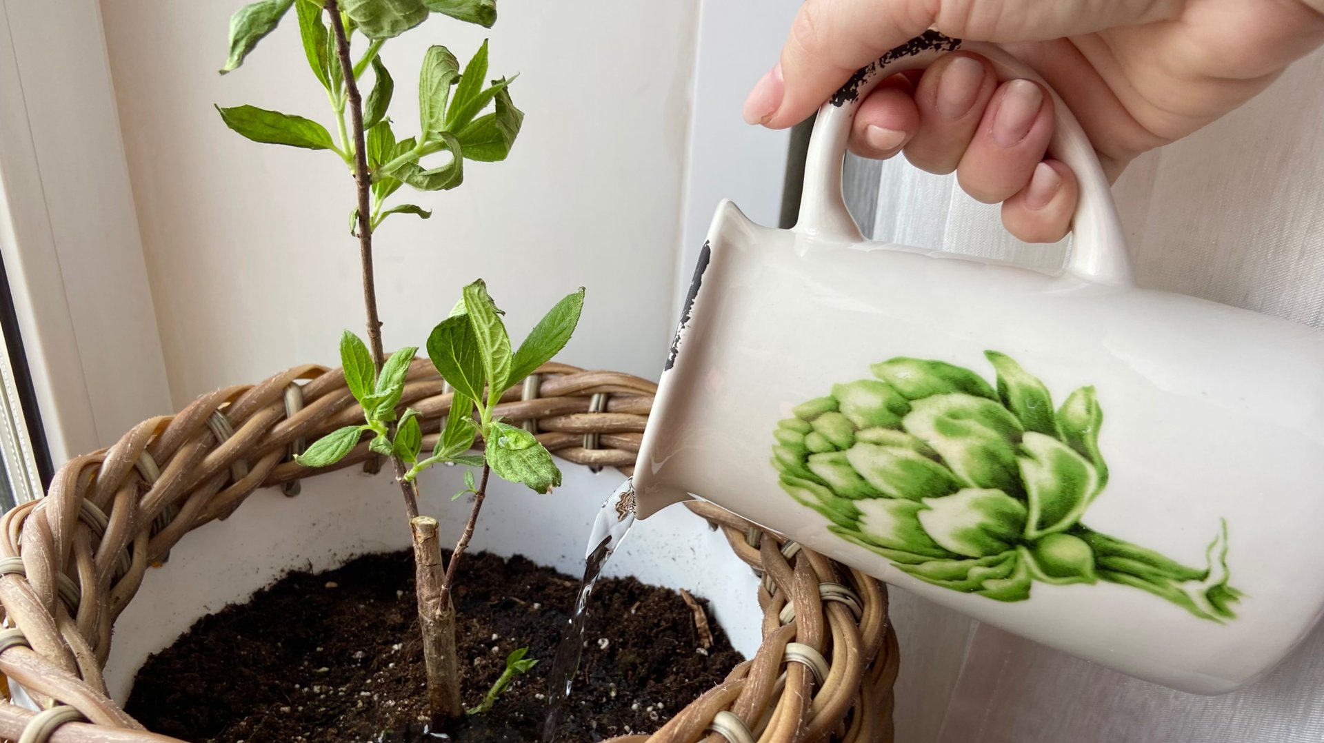 Какие саженцы гортензии приходят на Waldberies. смотреть онлайн