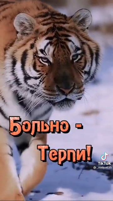 если тебе понравилось я тебя люблю(4) смотреть онлайн