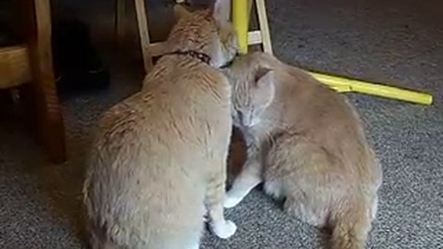 Woody giving Moggy a bath, then they give a high five! :D смотреть онлайн